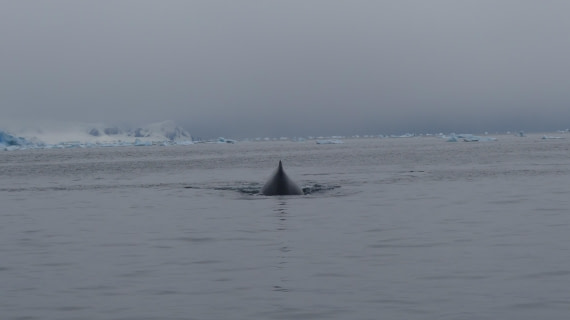 Humpback from the back