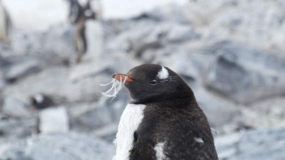 I'll keep my plumes for a while longer