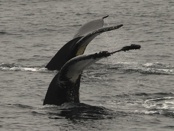 OTL30b26, Day 4, APMG8886.JPG © Andy Perkins - Oceanwide Expeditions.JPG