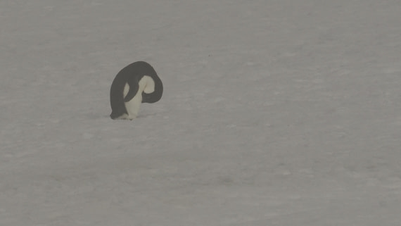 OTL30b26, Day 4, APMG9016.JPG © Andy Perkins - Oceanwide Expeditions.JPG