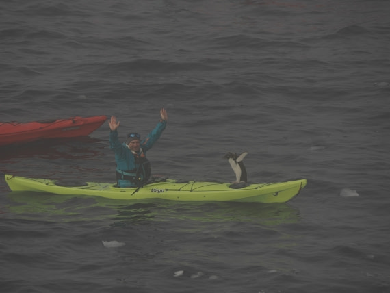 OTL30b26, Day 4, Harmer penguin.jpg © Andy Perkins - Oceanwide Expeditions.jpg