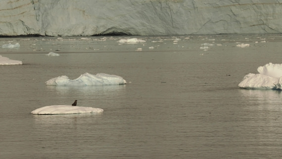 OTL30b26, Day 5, APMG9060.JPG © Andy Perkins - Oceanwide Expeditions.JPG