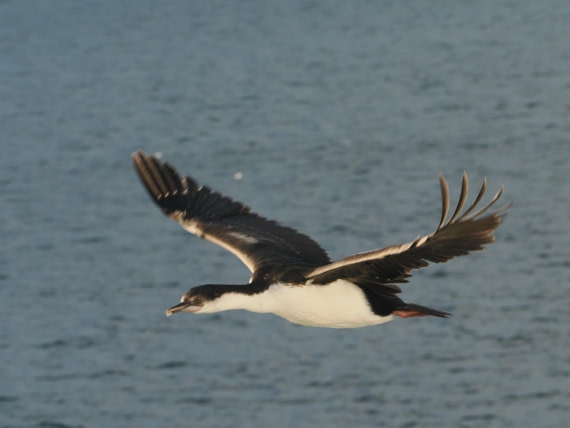 OTL30b26, Day 5, APMG9084.JPG © Andy Perkins - Oceanwide Expeditions.JPG