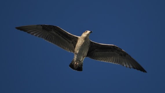 OTL30b26, Day 5, APMG9097.JPG © Andy Perkins - Oceanwide Expeditions.JPG