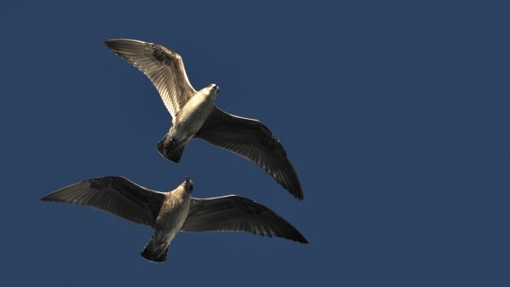 OTL30b26, Day 5, APMG9103.JPG © Andy Perkins - Oceanwide Expeditions.JPG