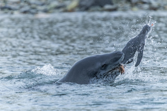 HDS30-26, Day 4, 5D5A0740 © Koen Jongerling - Oceanwide Expeditions.jpg