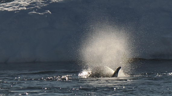 OTL30b26, Day 5, APMG9142.JPG © Andy Perkins - Oceanwide Expeditions.JPG