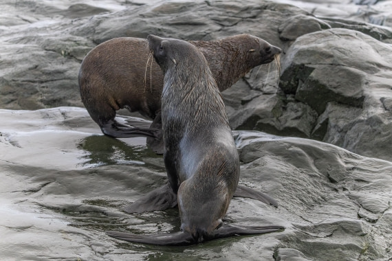 HDS30-26, Day 4, 5D5A0761 © Koen Jongerling - Oceanwide Expeditions.jpg