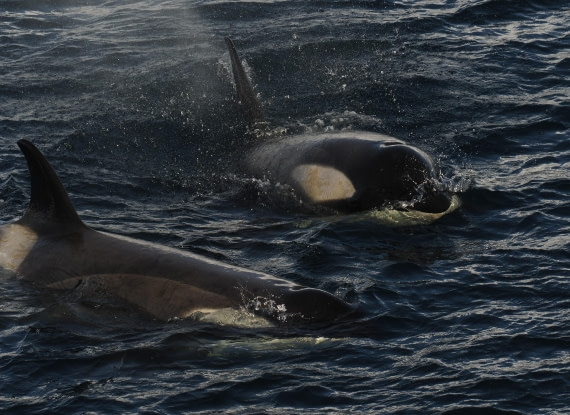 OTL30b26, Day 5, APMG9167.JPG © Andy Perkins - Oceanwide Expeditions.JPG