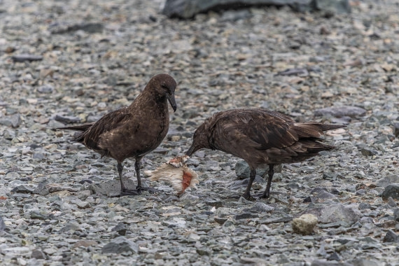 HDS30-26, Day 4, 5D5A0770 © Koen Jongerling - Oceanwide Expeditions.jpg