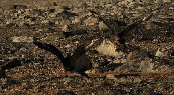 OTL30b26, Day 5, APMG9202.JPG © Andy Perkins - Oceanwide Expeditions.JPG