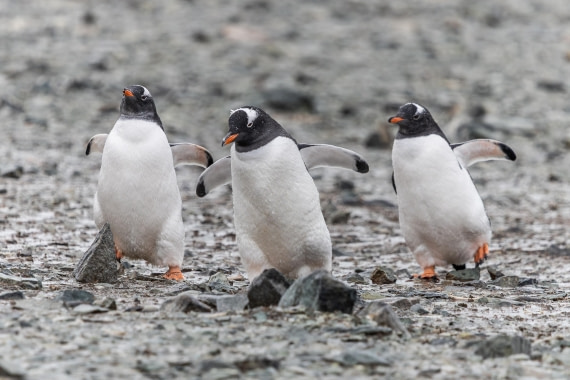 HDS30-26, Day 4, 5D5A0774 © Koen Jongerling - Oceanwide Expeditions.jpg
