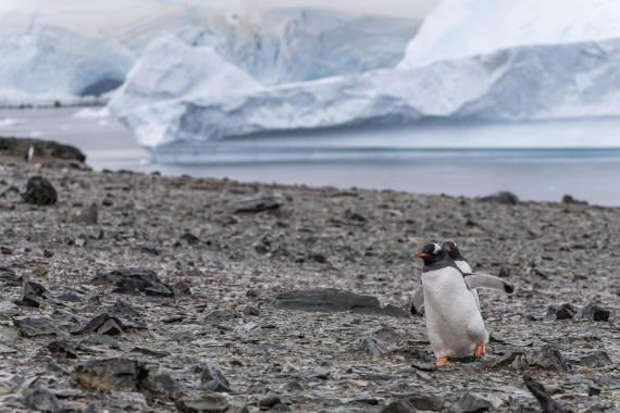 HDS30-26, Day 4, 5D5A0775 © Koen Jongerling - Oceanwide Expeditions.jpg