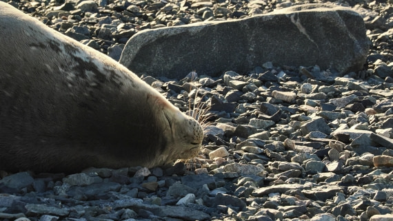 OTL30b26, Day 5, APMG9211.JPG © Andy Perkins - Oceanwide Expeditions.JPG
