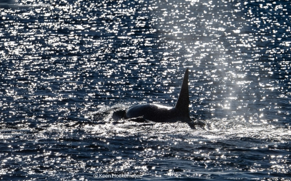 OTL30b26, Day 5, DSC_2274.jpg © Koen Hoekemeijer - Oceanwide Expeditions.jpg
