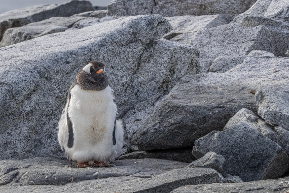 HDS30-26, Day 4, 5D5A0780 © Koen Jongerling - Oceanwide Expeditions.jpg