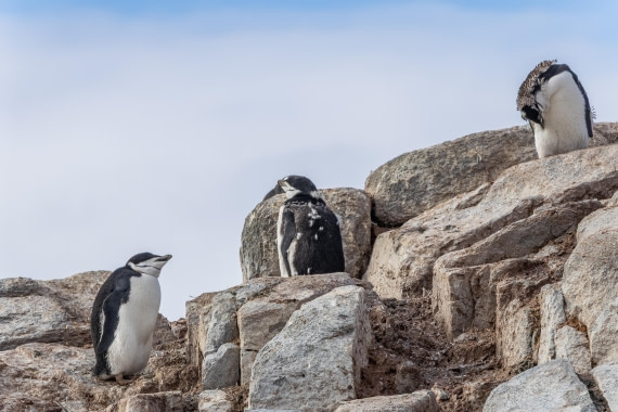 HDS30-26, Day 4, 5D5A0782 © Koen Jongerling - Oceanwide Expeditions.jpg