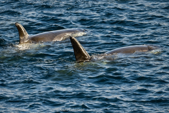 OTL30b26, Day 5, DSC_2437.jpg © Koen Hoekemeijer - Oceanwide Expeditions.jpg