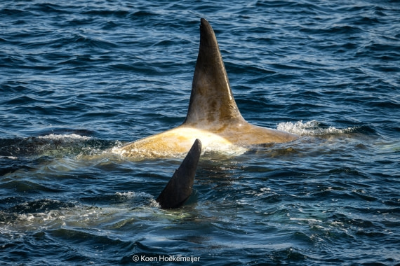 OTL30b26, Day 5, DSC_2467-Edit.jpg © Koen Hoekemeijer - Oceanwide Expeditions.jpg