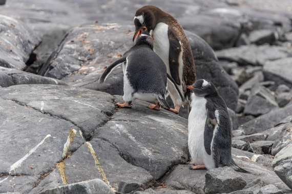 HDS30-26, Day 4, 5D5A0792 © Koen Jongerling - Oceanwide Expeditions.jpg