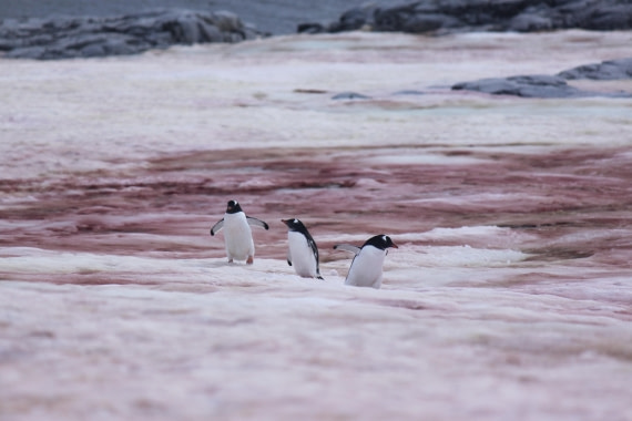 HDS30-26, Day 4, 13Mar Lucas 1 © Lucas Ellerbroek - Oceanwide Expeditions.JPG
