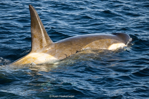 OTL30b26, Day 5, DSC_2498.jpg © Koen Hoekemeijer - Oceanwide Expeditions.jpg