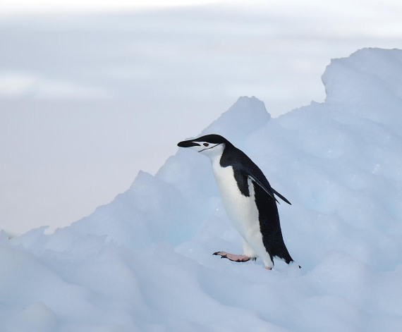 HDS30-26, Day 4, 2026-03-13 Chinstrap Penguin3 Damoy Point © Unknown photographer - Oceanwide Expeditions.JPG