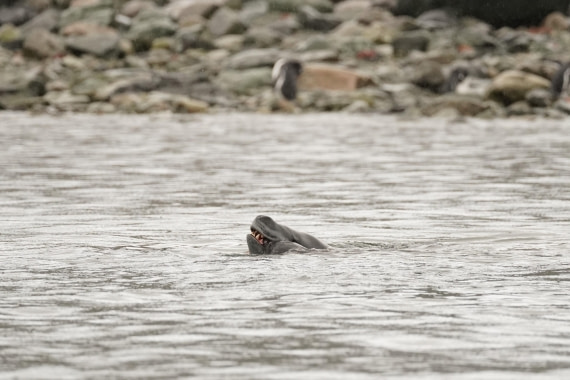 HDS30-26, Day 4, DSC04423 © Jessica Bakker - Oceanwide Expeditions.JPG