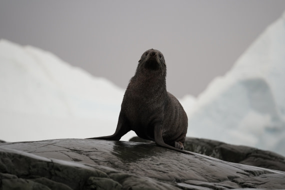 HDS30-26, Day 4, DSC04618 © Jessica Bakker - Oceanwide Expeditions.JPG