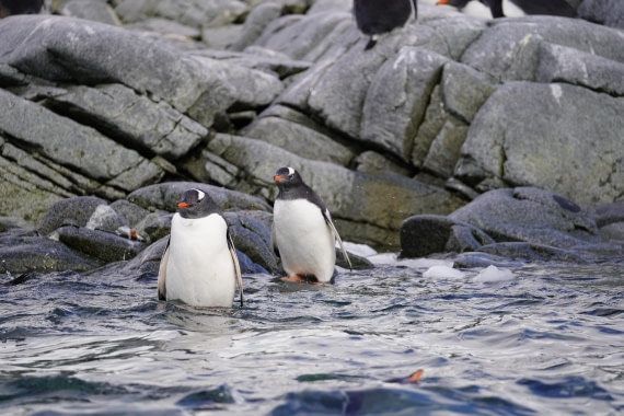 HDS30-26, Day 4, DSC05048 © Jessica Bakker - Oceanwide Expeditions.JPG