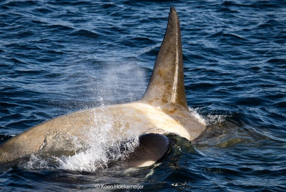 OTL30b26, Day 5, DSC_2509.jpg © Koen Hoekemeijer - Oceanwide Expeditions.jpg