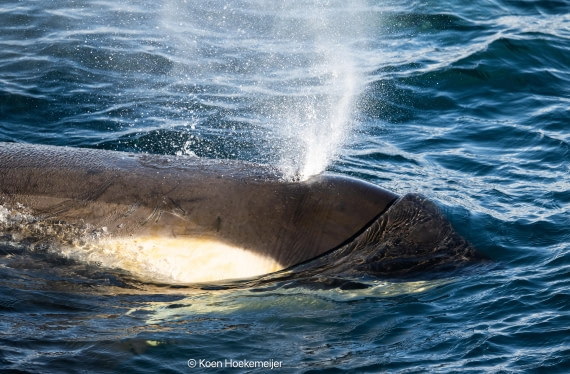 OTL30b26, Day 5, DSC_2549.jpg © Koen Hoekemeijer - Oceanwide Expeditions.jpg