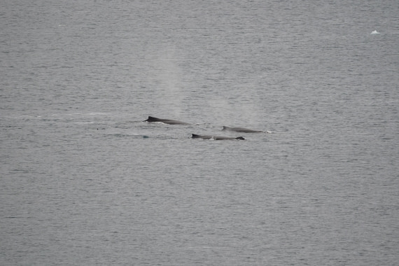HDS30-26, Day 4, DSC05154 © Jessica Bakker - Oceanwide Expeditions.JPG