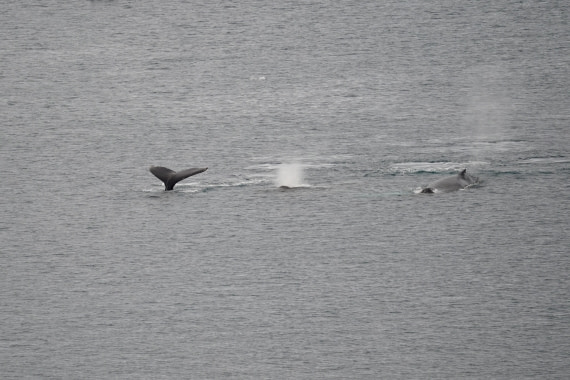 HDS30-26, Day 4, DSC05172 © Jessica Bakker - Oceanwide Expeditions.JPG