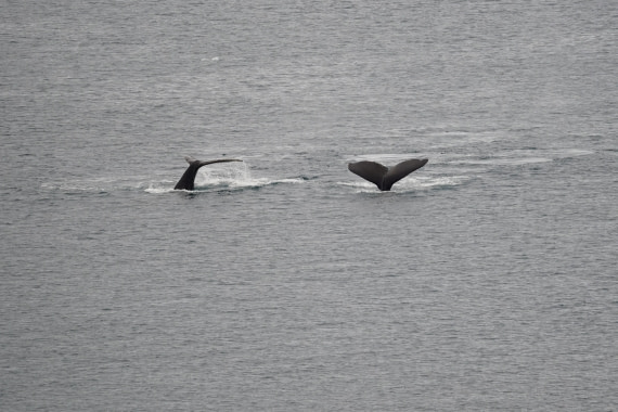 HDS30-26, Day 4, DSC05176 © Jessica Bakker - Oceanwide Expeditions.JPG