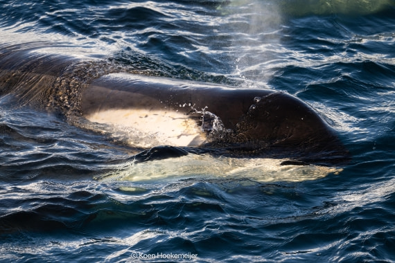 OTL30b26, Day 5, DSC_2574.jpg © Koen Hoekemeijer - Oceanwide Expeditions.jpg