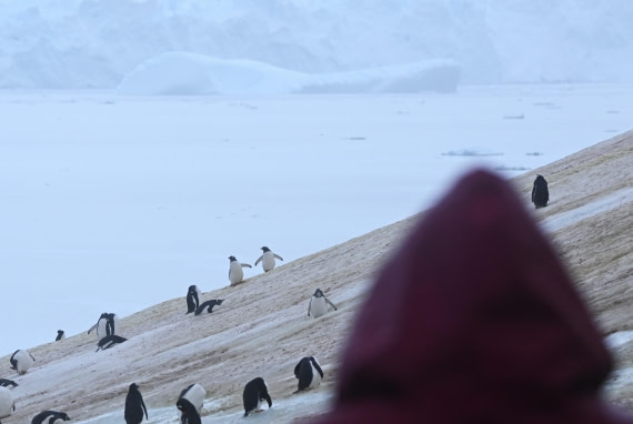 HDS30-26, Day 4, SAS_7228 - Danco © Saskia van der Meij - Oceanwide Expeditions.JPG