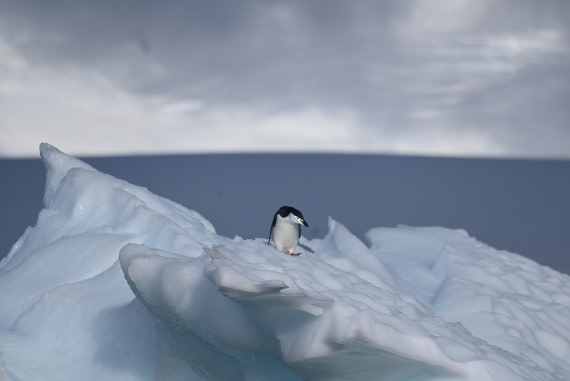 HDS30-26, Day 4, SAS_7268 - Damoy © Saskia van der Meij - Oceanwide Expeditions.JPG