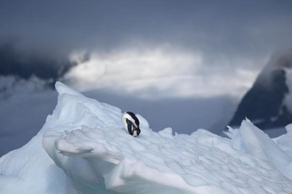 HDS30-26, Day 4, SAS_7270 - Damoy © Saskia van der Meij - Oceanwide Expeditions.JPG