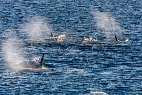 OTL30b26, Day 5, Marco (8).jpg © Marco Rosso - Oceanwide Expeditions.jpg