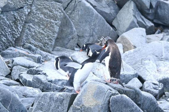 HDS30-26, Day 4, SAS_7281 - Damoy © Saskia van der Meij - Oceanwide Expeditions.JPG