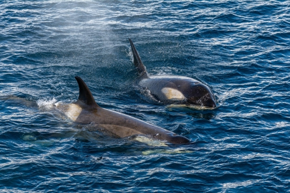 OTL30b26, Day 5, Marco (10).jpg © Marco Rosso - Oceanwide Expeditions.jpg