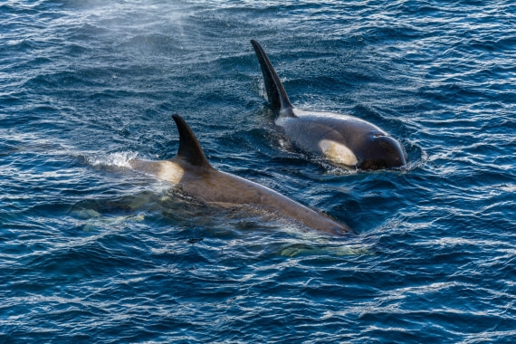 OTL30b26, Day 5, Marco (11).jpg © Marco Rosso - Oceanwide Expeditions.jpg