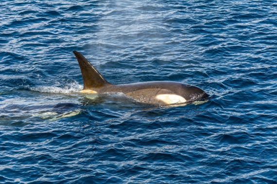 OTL30b26, Day 5, Marco (12).jpg © Marco Rosso - Oceanwide Expeditions.jpg