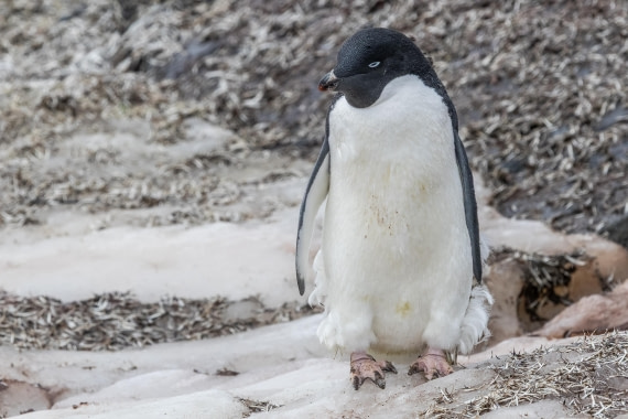 HDS30-26, Day 5, 5D5A0818 © Koen Jongerling - Oceanwide Expeditions.jpg