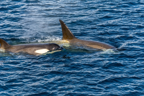 OTL30b26, Day 5, Marco (13).jpg © Marco Rosso - Oceanwide Expeditions.jpg