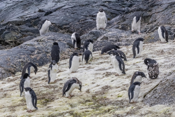 HDS30-26, Day 5, 5D5A0821 © Koen Jongerling - Oceanwide Expeditions.jpg