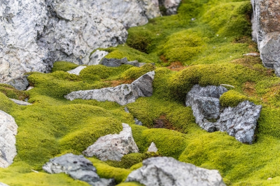 HDS30-26, Day 5, 5D5A0829 © Koen Jongerling - Oceanwide Expeditions.jpg