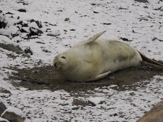 OTL30b26, Day 6, APMG9216.JPG © Andy Perkins - Oceanwide Expeditions.JPG