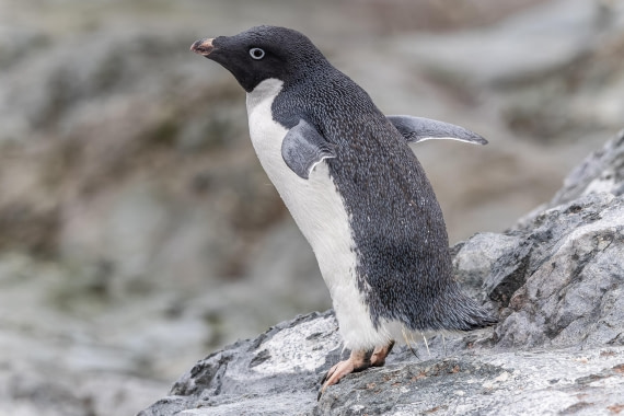 HDS30-26, Day 5, 5D5A0838 © Koen Jongerling - Oceanwide Expeditions.jpg